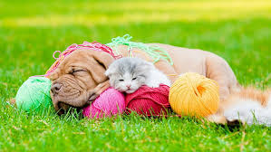 You stay still, the puppy runs back and forth. Grass Cat Dog Kitten Puppy Kitty Lawn Clew Skein Hd Wallpaper Wallpaperbetter
