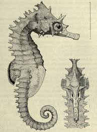 1000 Images About Seahorse On Pinterest Seahorses Horses