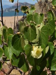 Image result for Thespesia populnea