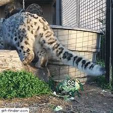 Snow Leopard Assaults An Innocent Cabbage Find And Share Funny Animated Gifs Cute Baby Animals Cute Funny Animals Cute Animals
