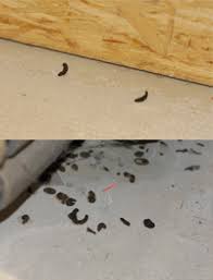Tropfen sie kamillenöl pur auf die laufwege der mäuse, wird der geruchssinn der empfindlichen tiere so sehr gestört, dass sie freiwillig ihr haus verlassen. Mause Im Haus Keller Garage Und Dachboden Blog Gardigo