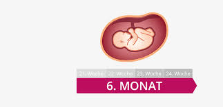 6 (six) is the natural number following 5 and preceding 7. 6 Schwangerschaftsmonat Mutter Bauch Baby Im 6 Monat
