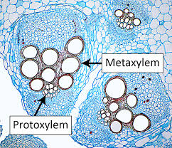 Plant cells have all the parts in the list above, plus a few extra structures: Types Of Plant Cell Definition Structure Functions Diagrams