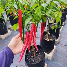 Check spelling or type a new query. 25pcs Benih Cili Besar Kulai Hybrid Chilli Seeds Shopee Malaysia