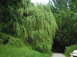 For faster navigation, this iframe is preloading the wikiwand page for salix alba. Datei Bergpark Wilhelmshohe Baum 275 2019 06 13 Jpg Wikipedia