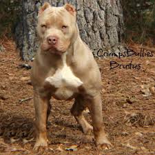 Male red nose pit bull puppy for sale. Extreme Xl Xxl American Bully Pitbull Puppies Studs