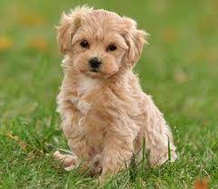 Apricot Pooton Maltipoo Puppy Maltipoo Dog Puppies