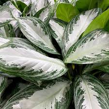 An attractive, easy to care for plant, it is on just about everyones list of best house plants. Aglaonema Silver Bay Forget Me Not Flower Market