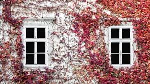 Check spelling or type a new query. Everything You Need To Know About Climbing Plants And How To Choose Them Cbc Life