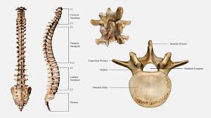 Image result for Lumbar vertebrae