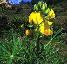 Image result for Crotalaria vasculosa