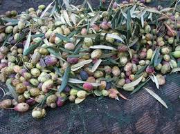 L Huile D Olive Algerienne Se Prepare A Investir Le Marche Mondial