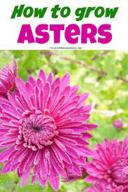 Pin On Gardening Tips