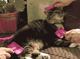 They'll do it as a way of offering protection, comfort, and calmness to their feline housemates. Groomed Cat Gif Shared By Fight Milk 22 On We Heart It