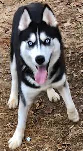 Free free free had lots of cats 15 months old. Dog For Adoption Noel A Siberian Husky In Alpharetta Ga Petfinder