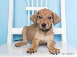 Animal Shelter Adopt A Pet Dogs Cats Puppies Kittens Humane Society Spca Lost Found Animal Shelter Animals Pets