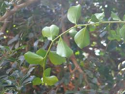 Image result for Salicaceae