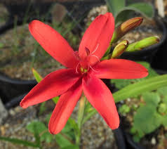 Image result for Freesia grandiflora