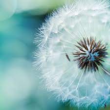 Pin By Gabriel Arejola On Nice Picture In 2021 Dandelion Wall Art Nature Photography Art Photography