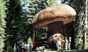 World S Largest Living Organism Is A Mushroom In Oregon Wonder What Happens If You Lick It Skove Planter Smukke Steder