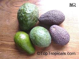 According to avocado aficionado craig hepworth, the florida fruit geek, these trees whitewash the limbs. Avocado Persea Americana Varieties Toptropicals Com