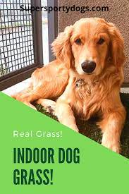 Indoor Dog Grass Indoor Dog Dogs Dog Patch