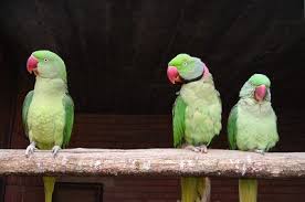 How To Teach A Ringneck Parrot To Talk Parrot Pet Parrot Parrot Image