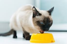 As far as you know, the food's going in one. Lack Of Digestive Enzymes In Cats Symptoms Causes Diagnosis Treatment Recovery Management Cost