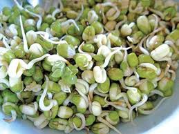 Sebagian bahan yang diperlukan pun bisa anda dapatkan di sekitar. Tips Cara Membuat Kecambah Kacang Hijau Yang Sehat Sprouts Nutrition Sprouts Sprouting Seeds