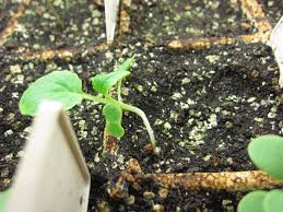 Image result for tomato seedling damping off
