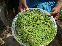 Azolla Feedipedia
