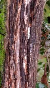 Image result for Brachylaena huillensis
