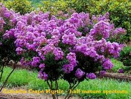 crape myrtle catawba size 1