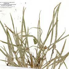 Image result for Kyllinga stenophylla