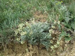 Image result for Dichilus reflexus