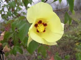 Image result for Kyllinga robinsoniana