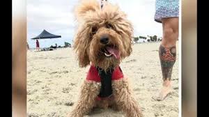 This recipe is low carb, sugar free, gluten free, and a trim healthy mama s fuel. Josh The Doodle Special Needs Dog Proves He S Beyond Special Cbs8 Com