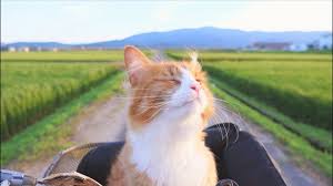 「pic cat」の画像検索結果