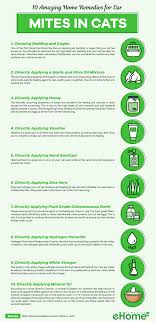 Home Remedies For Ear Mites In Cats Infographic In 2020 Cat Infographic Cat Remedies Cat Health Remedies