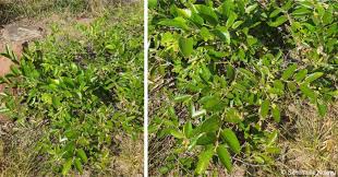 Image result for Grewia forbesii