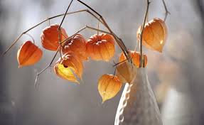 Die Papierdunnen Bluten Der Lampionblume Trocknen Sehr Schnell Lampionblume Lampionblume Trocknen Lampions