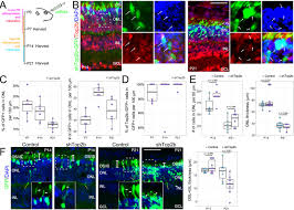 The creators will not be held accountable for any unintentional flaws or omissions that may be found. Top2b Is Involved In The Formation Of Outer Segment And Synapse During Late Stage Photoreceptor Differentiation By Controlling Key Genes Of Photoreceptor Transcriptional Regulatory Network Li 2017 Journal Of Neuroscience