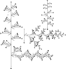 Image result for Scleria melanomphala