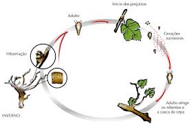 Image result for Calepitrimerus vitis