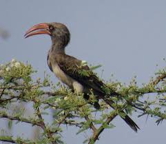 Bird Photos Birding Sites Bird Information Bradfield S Hornbill Imbabala Private Concession Bird Photo Bird Photography Information About Birds