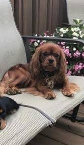 Adorable cavalier king charles spaniels for sale 487.9 miles. Cavalier King Charles Spaniel Puppy For Sale Adoption Rescue For Sale In Dixon Illinois Classified Americanlisted Com