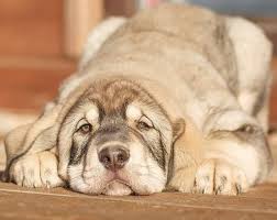 It is short and feminine, and therefore, it makes an excellent pick. Female Spanish Dog Names 145 Awesome Name Ideas With Meanings The Paws