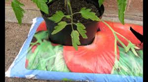 I planted cherry tomato plants in my grow bags. Planting Tomatoes In Grow Bags Youtube