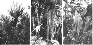 Image result for Elaphoglossum macropodium