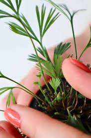 Image result for Actiniopteris semiflabellata